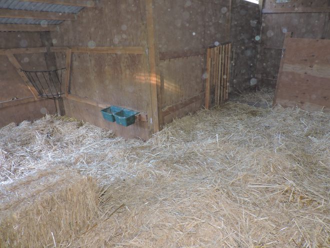 clean goat barn 1115