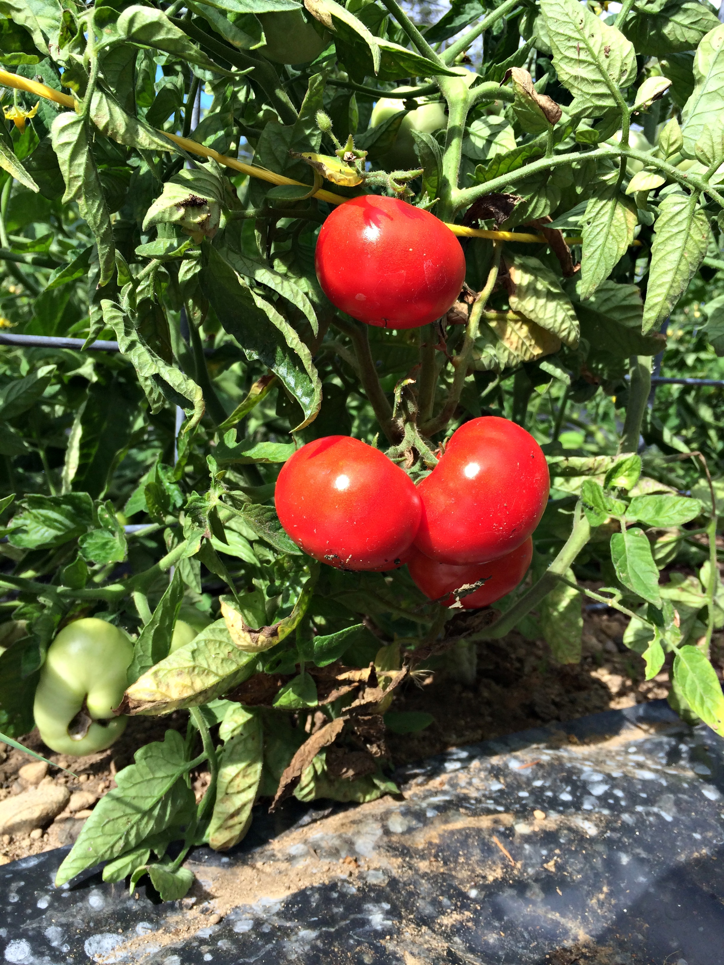 tomatoes 0816